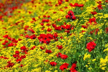Red poppies field in springtime landscape, nature