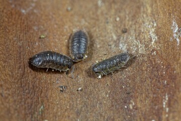 Common rough woodlouses, Porcellio scaber