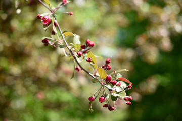 A single branch with pink buds of paradise apple tree. Macro. Blurred natural background. Spring time.