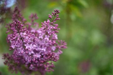 Spring bright blurred background with blooming vivid fresh purple lilac flowers and green leaves, close up. Text space.