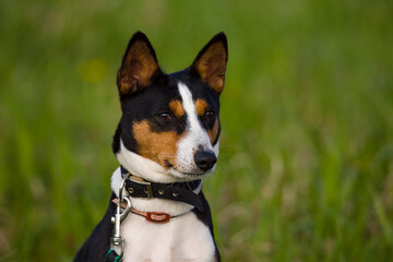 basenji close-up portrait of summer on the grass