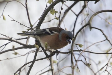 Male common chaffinch, Fringilla coelebs, in a tree.