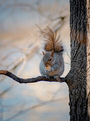 squirrel on tree