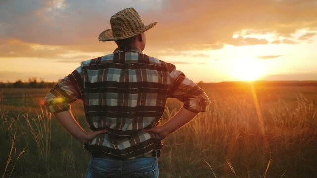 Agriculture. Young handsome farmer standing in field with hands on hips and looking forward. Rear view of male farmer standing in field at sunset. Man agriculturist inspects a field of small wheat.
