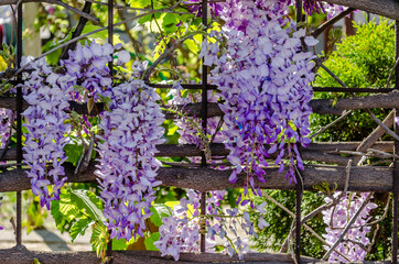 Flowering creeper, Chinese wisteria or Blue rain (Wisteria sinensis) on a metal fence. 