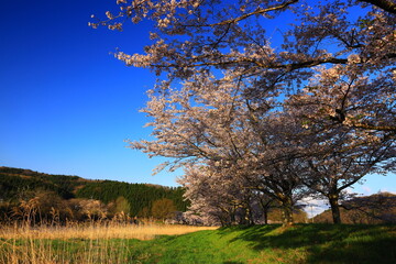 岩手県花巻市東和町　青空と桜並木