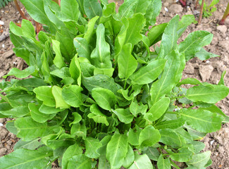 In the open ground in the garden grows sorrel.