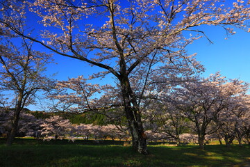 岩手県花巻市東和町　青空と桜並木