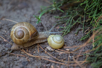 Two snails on the ground, in the garden