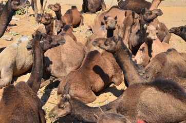 Funny dromedaries at Pushkar Camel Fair