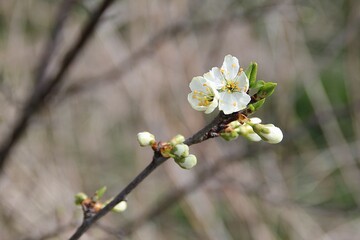 a twig of a flowering tree, small buds, flowers on a twig, spring, flowering