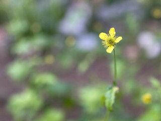 Close-up of yellow flower in the garden