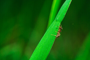 close up ant on the grass 