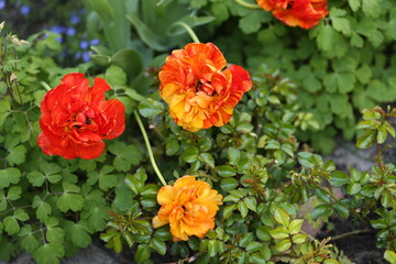 Colored tulips in the garden