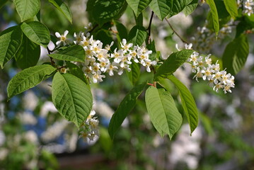 Blooming branch of bird cherry in sunlight 