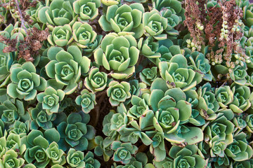 A background of big succulent echeveria plant growing free in garden of house, group of leaves forming abstract pattern. Top view.