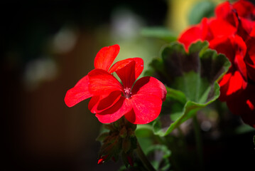 Red garden geranium flowers , close up shot