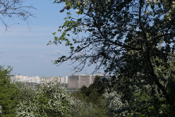 High-rise buildings of the city behind the trees of the forest