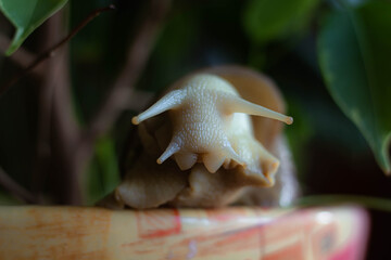 snail on a leaf