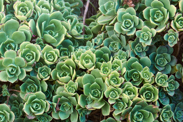 A background of big succulent echeveria plant growing free in garden of house, group of leaves forming abstract pattern. Top view.