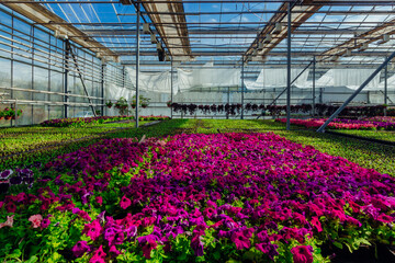 Fototapeta na wymiar Purple petunia flowers grown in modern greenhouse
