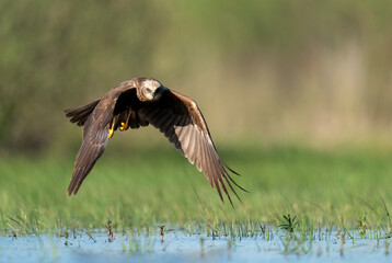 Western Marsh harrier ( Circus aeruginosus )  - male