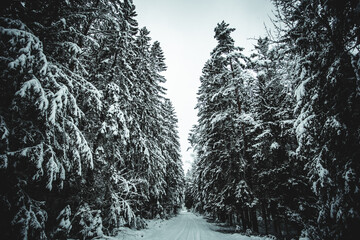 snow-covered trees in the winter forest