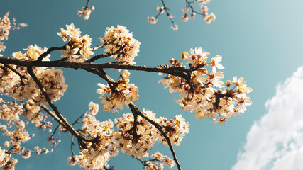 Beautiful cherry blossom sakura in spring time over blue sky.