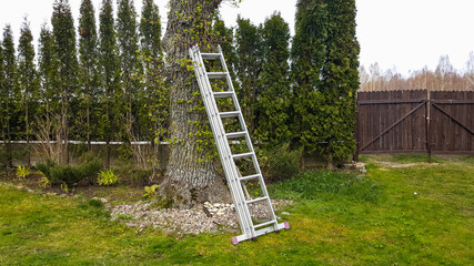 Metal ladder leaning against a tree in the garden