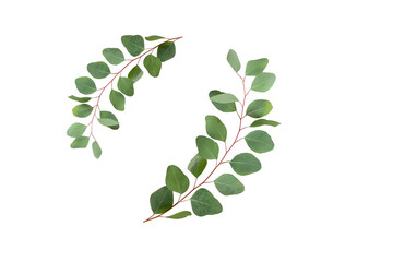 Naklejka premium Fresh eucalyptus branches isolated on white background. Artistic frame made by fresh aromatic eucalyptus.