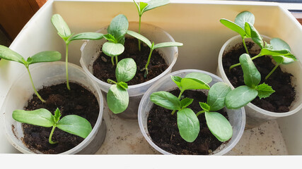 Young fresh seedling growing in pots on windowsill. Young sprouts of cucumber plant. Gardening concept. Top view.