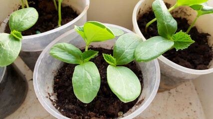 Young fresh seedling growing in pots on windowsill. Young sprouts of cucumber plant. Gardening concept. Top view.