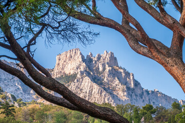 Intricately curved, tangled pine trunks and branches illuminated by the sun