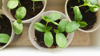 Young fresh seedling growing in pots on windowsill. Young sprouts of cucumber plant. Gardening concept. Top view.