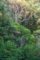 Thick green forest on the hillside. Spring colors in the mountain forest.