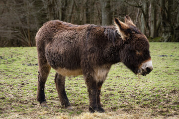 Fototapeta premium Cute little brown donkey in a field eating hay