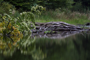 Powalone drzewo na brzegu jeziora i jego odbicie w nieruchomej tafli wody