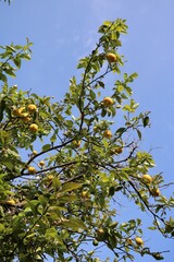 Fototapeta na wymiar Lemon tree in Sorrento, Italy