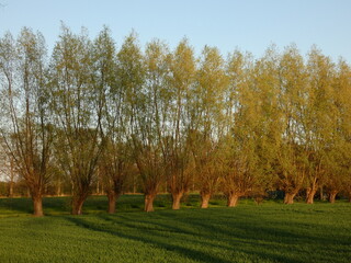 Rural landscape with a row of willow trees on the field, Krępiec, Pomorskie province, Poland