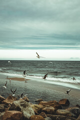 birds flying over the seashore