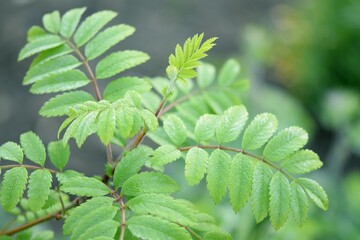 Rowan spring leaves macro for green background