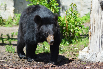 Niedźwiedź brunatny, dzikie zwierze,niebezpieczne - obrazy, fototapety, plakaty