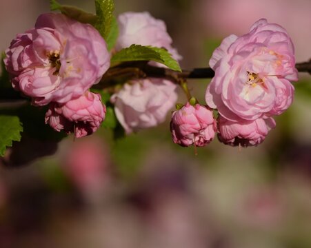 Flowering almond blossoms, spring image with space for text