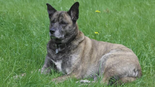 large adult dog relaxing out in the grass