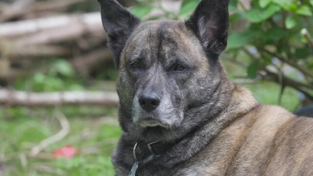 large adult dog relaxing out in the grass