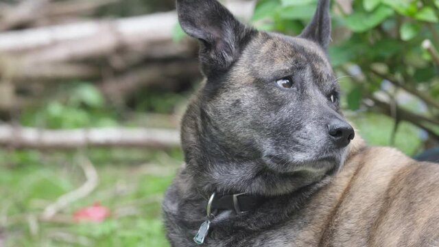 large adult dog relaxing out in the grass