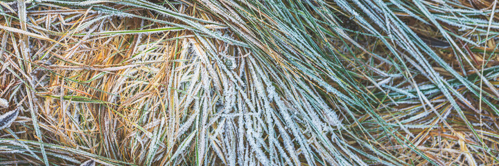 The grass is covered with frost. Beautiful natural background with hoarfrost on the grass. Ground texture with frozen meadow plants. Rime ice on blades of grass during frosts. Cold weather.