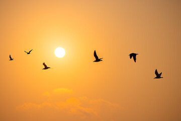 Obraz premium Flying seagulls over the sea