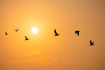 Flying seagulls over the sea