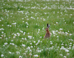 Brown Hare (Lepus europaeus) keeping watch from amongst long grass